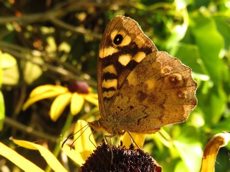 Bont Zandoogje Vlinders Natuur Dichtbij