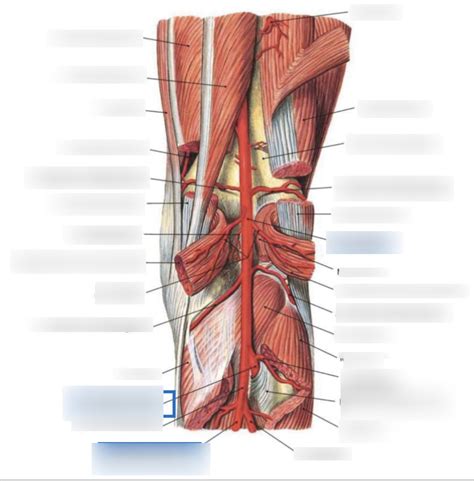 Arteria Vena Poplitea Diagram Quizlet