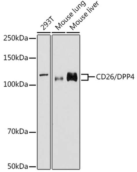 Cd26 Polyclonal Antibody Pa5 120281