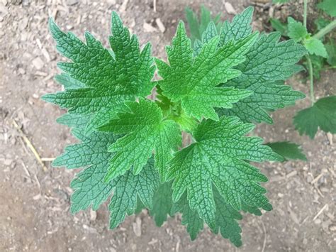 Motherwort – Truelove Seeds