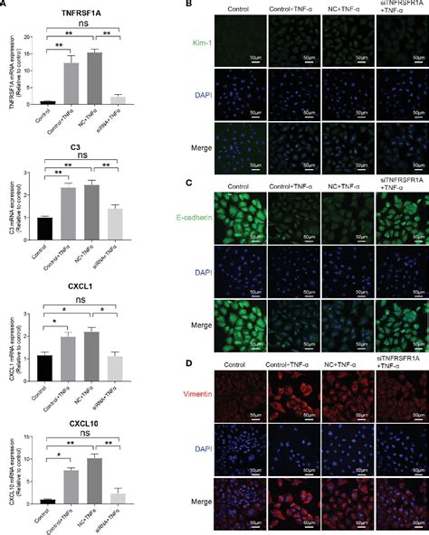 Figure 6 From Single Cell Dissection Of Epithelial Immune Cellular