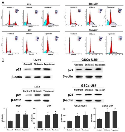 A The Peak Chart Of Cell Cycle Of U251 U87 Gscs U251 And Gscs U87