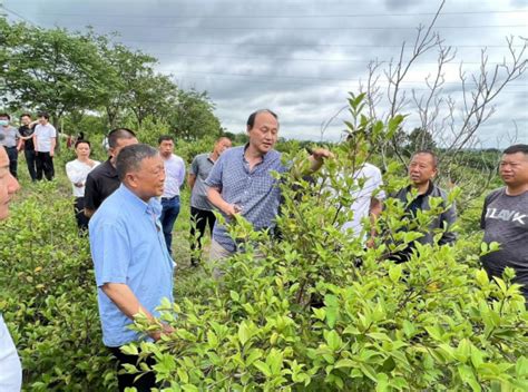 市林业局开展油茶技术培训 助力产业高效发展 广水市人民政府门户网站