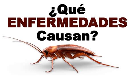 Enfermedades De Las Cucarachas