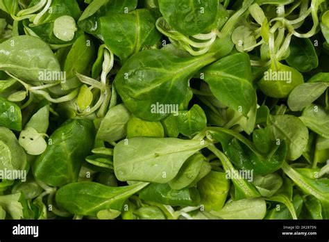 mache leaves  res stock photography  images alamy