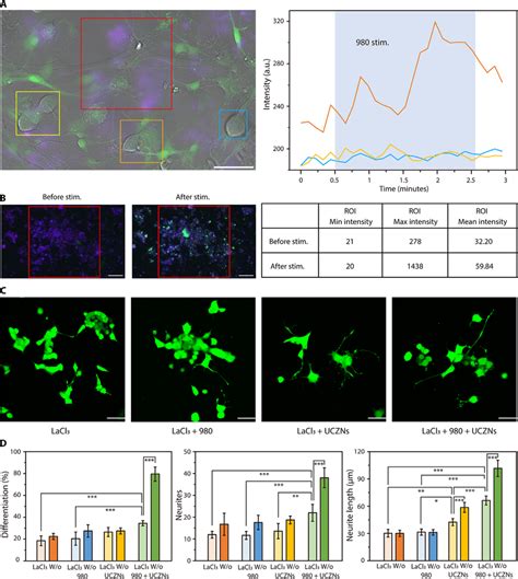 Mechanism Of Neuronal Modulation Via Uczn A Drg Neurons Precultured