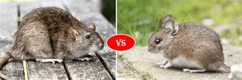 Rat vs Mouse fight comparison- who will win?