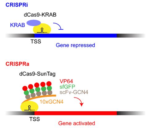 Functional Genomics Platform Kampmann Lab