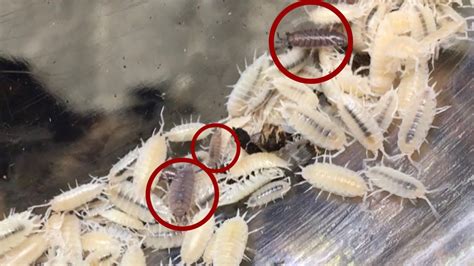 What To Do When Isopods Invade Your Isopod Bins Youtube