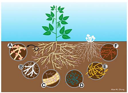 Frontiers Bacterial Bioinoculants Adapted For Sustainable Plant