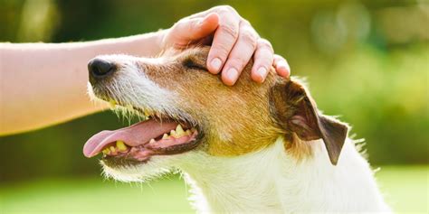 Conseils Pour Prot Ger Son Chien De La Chaleur