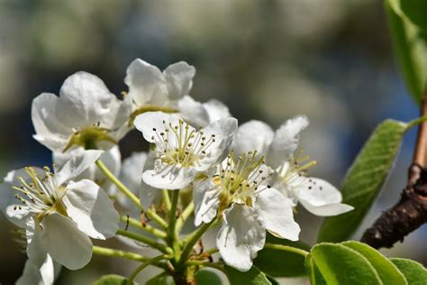 Free stock photo of apple blossom, apple tree, apples