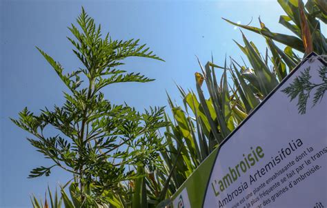 Santé Pollen d ambroisie l Isère et la vallée du Rhône en alerte