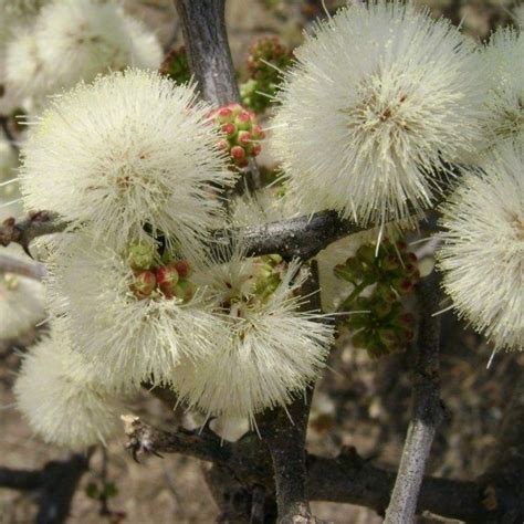 5 Acacia Mellifera Black Thorn Acacia Tree Seeds For Planting