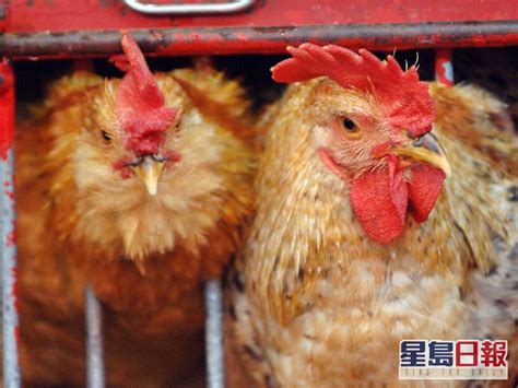 波蘭及英國爆高致病性h5n1禽流感 港暫停進口禽類產品 星島日報 Line Today