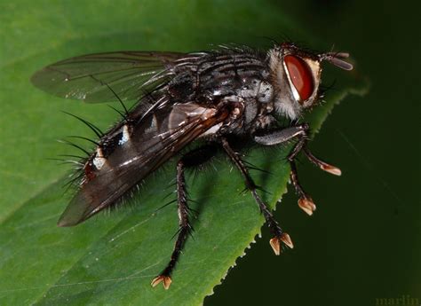 Flesh Fly Bellieria Sp North American Insects And Spiders