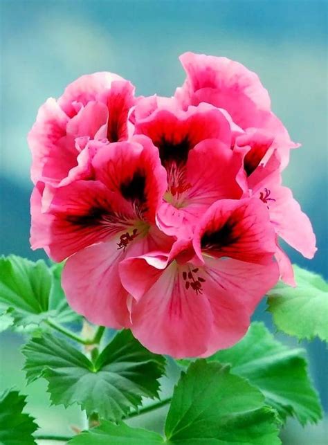 Regal Pelargonium Grandiflorum Pink Geranium Rflowers