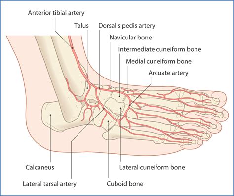 Foot Basicmedical Key