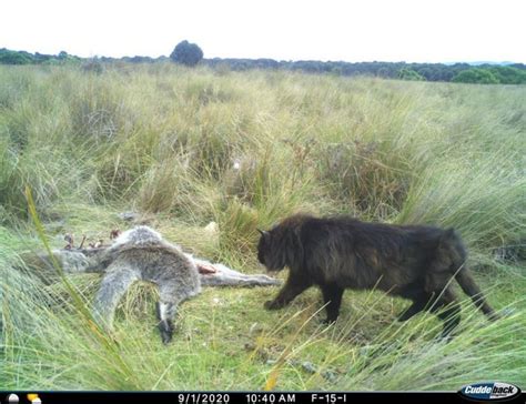 Enormous feral cat in Australia to feast upon a deceased Macropod. : r ...