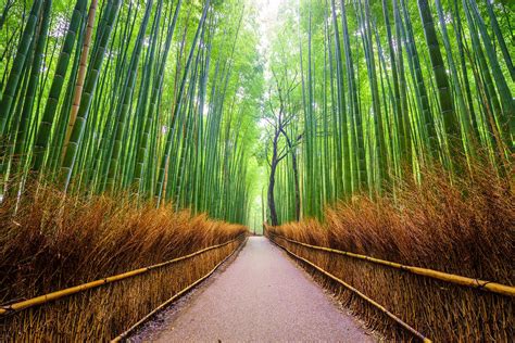 京都嵐山の竹林の小径 京の風情に満ちた緑のトンネル Go Guides