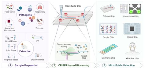 Advanced Science 全球健康学院环境健康与生态安全系殷堃团队发表综述：基于crisprcas技术的微流控系统应用于传染性