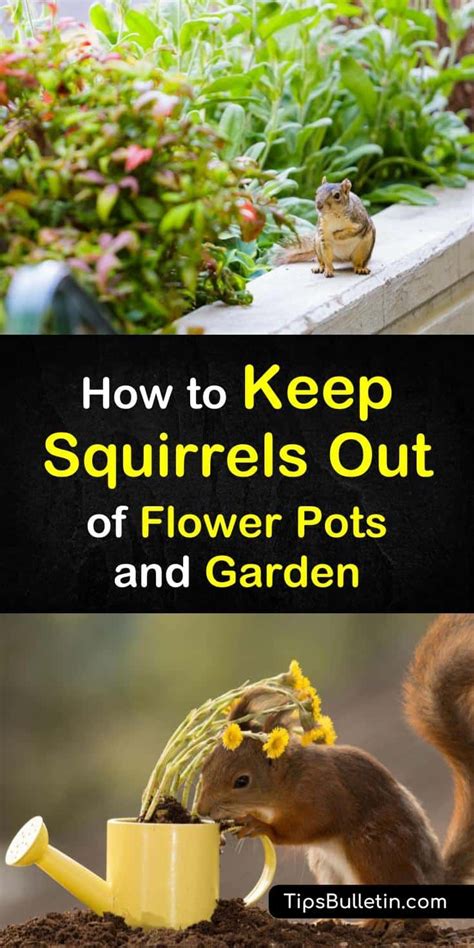 Smart Ways To Keep Squirrels Out Of Flower Pots The Garden