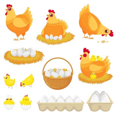 Conjunto De Dibujos Animados De Huevos De Gallina Huevo De Gallina