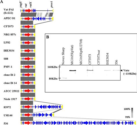 (A) BLAST alignment demonstrating the level of nucleotide sequence ...