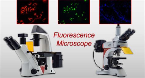 Fluorescence Microscopy- Definition, Principle, Parts, Uses