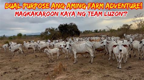 Dual Purpose Ang Aming Farm Adventure Magkakaroon Kaya Ng Team Luzon