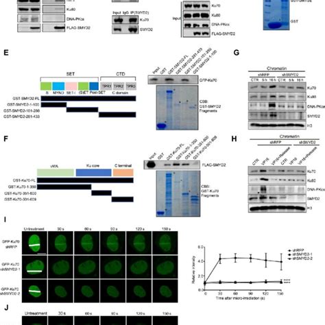 Schematic Model Of SMYD2 Inhibition Mediated Hypomethylation Of Ku70