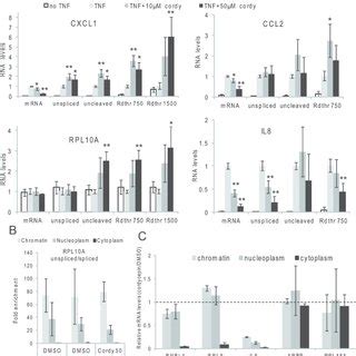 The Effect Of Cordycepin On Asm Cells A Cordycepin Does Not Repress