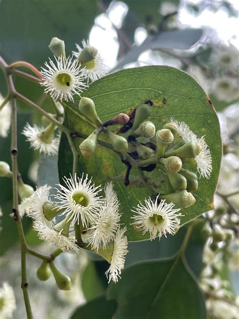 Silver Dollar Gum From Long Forest Flora And Fauna Reserve Long Forest