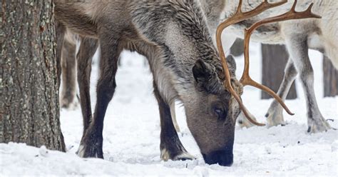 Animaux Pourquoi Les Yeux Des Rennes Changent De Couleur En Hiver