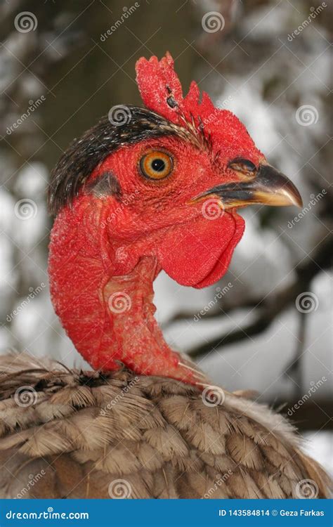 Portrait Of Brown Banat Naked Neck Chicken Stock Photo Image Of