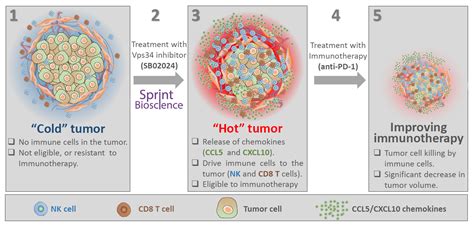 Turning Cold Tumours Hot A Novel Approach To Improved Cancer