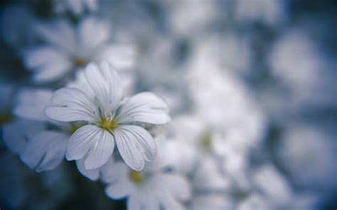 Fondos De Pantalla 1920x1200 Px Flores Macro Naturaleza Blanco 1920x1200 Coolwallpapers