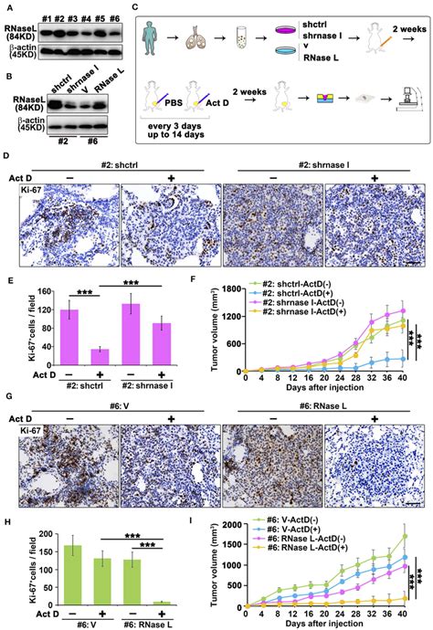 Rnase L Activated By Act D Suppress Tumor Growth In Vivo A Rnase L Download Scientific