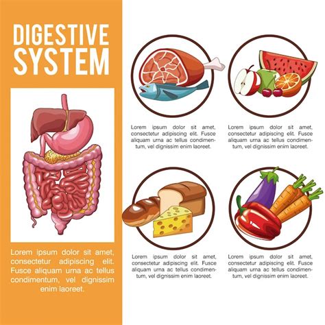 Infográfico do sistema digestivo Vetor Premium