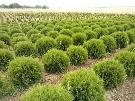 Thuja Occidentalis Globosa Loptasta Tuja Prodaja Sadnica