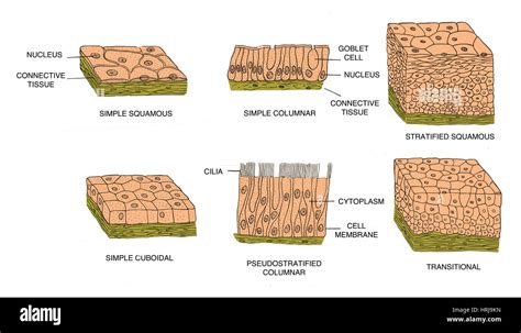 Types of Epithelial Cells Stock Photo - Alamy