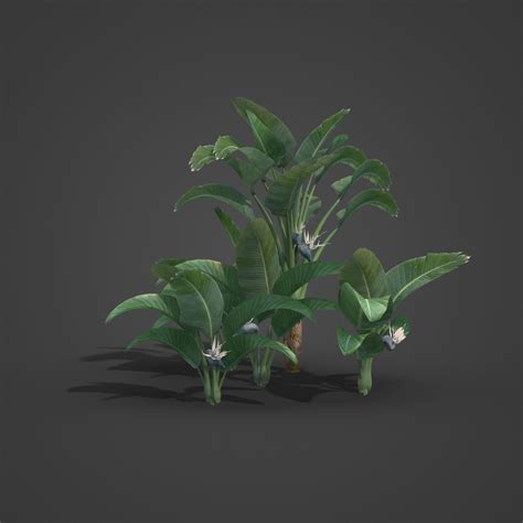 2021 PBR White Giant Bird of Paradise - Strelitzia Nicolai 3D model