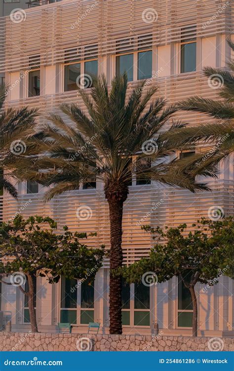 Vertical De Una Palmera Frente Al Edificio Al Atardecer Foto De