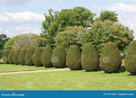 Topiary Yew - south park hobbies