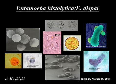 Pdf Entamoeba Histolyticae Disparparasitologysbmuaciruploads293152715517721848732