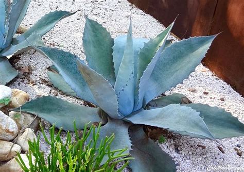 Maguey La Planta Milagrosa Que Destila Salud Artofit