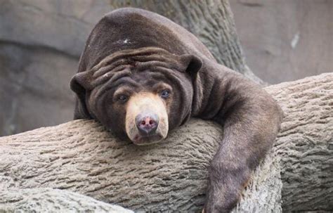 Sun Bear The Animal Facts Appearance Behavior Habitat Lifespan