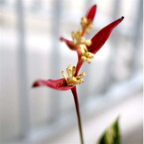 Potted Heliconia Psittacorum Lady Di Variegated Furniture Home