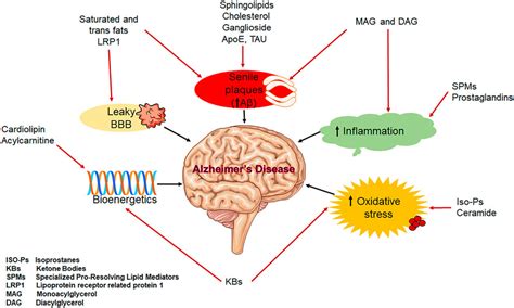 Frontiers Lipidomics And Proteomics An Integrative Approach For Early Diagnosis Of Dementia