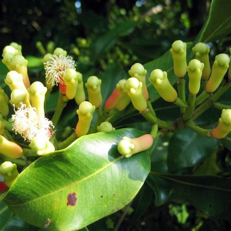 clove syzygium aromaticum  seeds onszaden